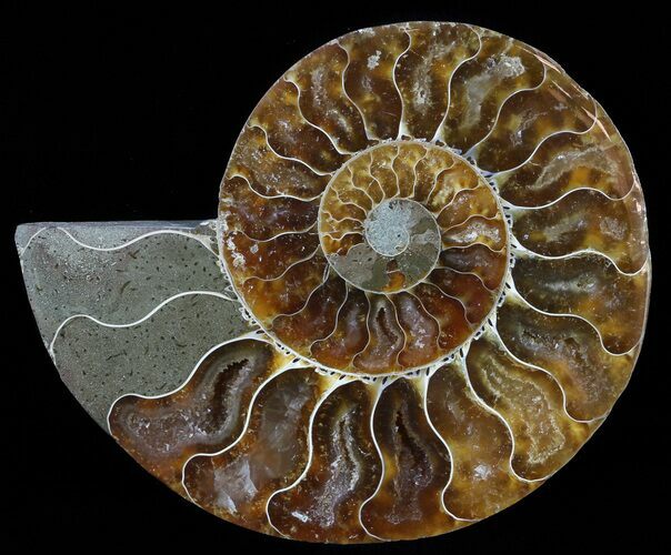 Polished Ammonite Fossil (Half) - Agatized #51761